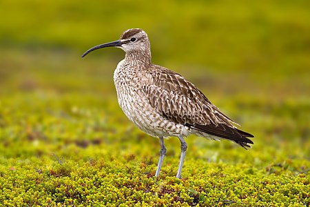 Whimbrel, by Andreas Trepte