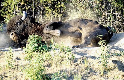 Bison bison athabascae