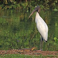 Storks, such as this wood stork (right), can prey on juveniles (left)