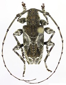 A photograph of a male specimen of Xylergates lacteus from a university research collection