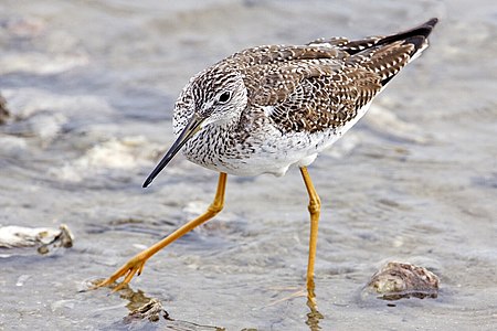 Greater yellowlegs, juvenile, by Alan D. Wilson (edited by Muhammad)