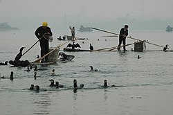 鄱陽湖の鵜飼い