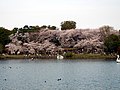 東京都大田区の洗足池。