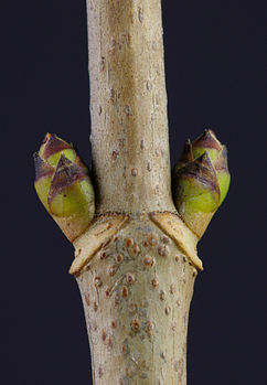 Bourgeons opposés d'un érable sycomore (Acer pseudoplatanus). (définition réelle 2 503 × 3 606)