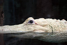 Tête d'un alligator blanc.