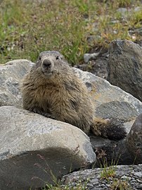 Алпски мрмот (Marmota marmota), Француски Алпи