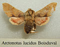 Arctonotus lucidus