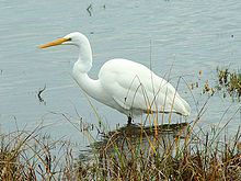 Grande Aigrette (Ardea alba)