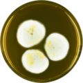 Aspergillus jaipurensis growing on MEAOX plate