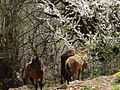 روستای زیبای ازآنده