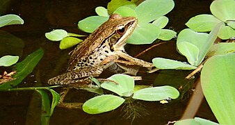 Babina adenopleura