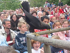 Spectacle des rapaces. Caracara austral.