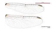 Female wings