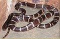 Bungarus caeruleus, the common krait