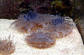 Cassiopea andromeda, a Cassiopeidae (upside-down jellyfish)