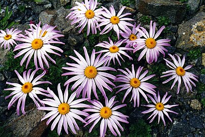 Chrysanthemum weyrichii