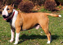 Red and white Bull Terrier