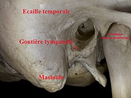 Conduit auditif externe droit (Ostéologie)