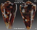 Conus barthelemyi Bernardi, M., 1861