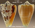 Conus regius Gmelin, J.F., 1791