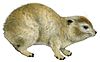 PROCAVIIDAE/Dendrohyrax