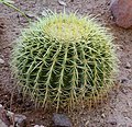 Echinocactus grusonii