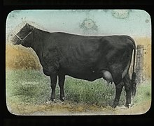 photo d'une vache à robe noire et mamelle développée.