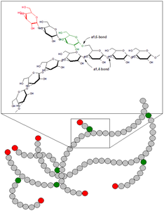 (Structure of Glycogen) Glycogen is a polysaccharide that is the principal storage form of glucose in animal cells.