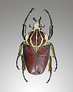 Goliathus goliathus (Scarabaeidae)