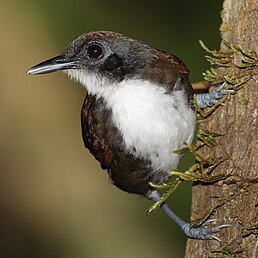 Мурав'янка строката (Gymnopithys bicolor)