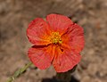 Helianthemum 'Fire Dragon'