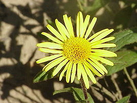 Inula hirta