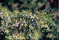 The branch of a Rocky Mountain juniper (Juniperus scopulorum).