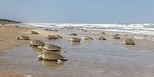 Thousands of Kemp's ridley females arriving at the beaches of Rancho Nuevo in 2017 to lay their eggs.