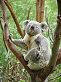 Koala (Phascolarctos cinereus)