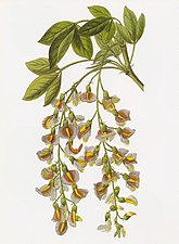 Cytise bicolore d'Adam (+Laburnocytisus adamii)