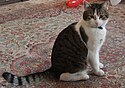 A photograph of a cat wearing a blue collar and sitting on colourful, ornate carpet with two balloons in the background, one red and the other white