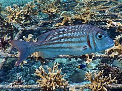 Lethrinus ornatus