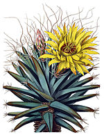 Leuchtenbergia principis