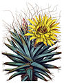 Leuchtenbergia principis