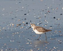 Little stint, non breeding in February, Vasai, Maharashtra, India.