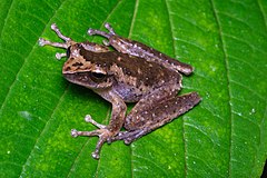 Description de l'image Litoria arfakiana.jpg.