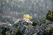 Barranco de la Tejeda