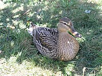 Mallard (Anas platyrhynchos) (female)