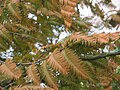 Metasequoia glyptostroboides in the fall