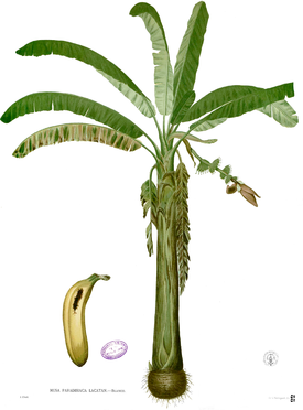 Musa paradisiaca