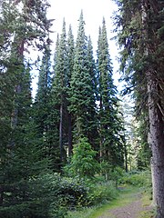 Picea omorika