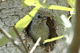 Schlichtmeise (Baeolophus inornatus): an der Bruthöhle