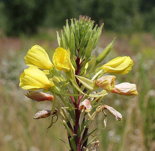 Oenothera rubricaulis, the common evening primrose, photographed by George Chernilevsky.