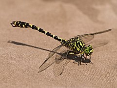 Onychogomphus forcipatus